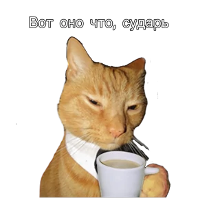 Котики — стикер для MAX