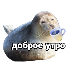 Котики — стикер для MAX