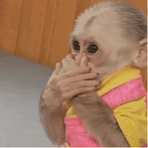 Ритулины бибизяны — стикер для MAX