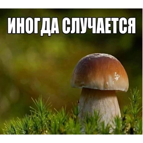спороч кароч! — стикер для MAX