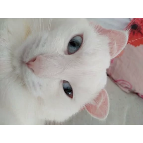 Жора — стикер для MAX