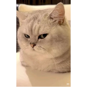 Стикер 34 из набора Котюни