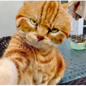 Стикер 33 из набора Котюни