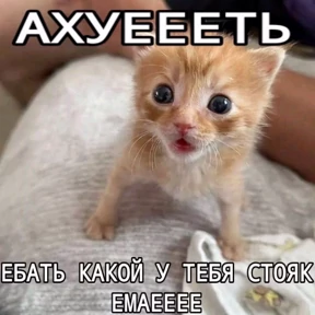 Мем — стикер для MAX
