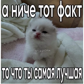 Мем — стикер для MAX