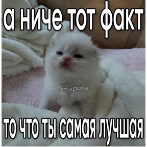 Стикер