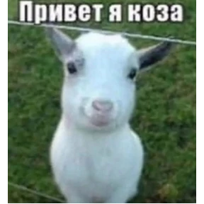 Стикер 18 из набора (SSS) CAT(котики)