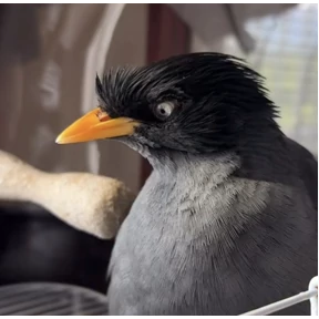 Стикер 23 из набора jungle-myna