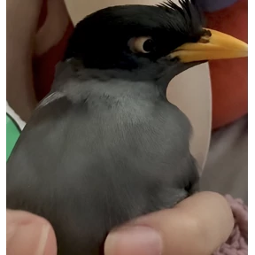Стикер 24 из набора jungle-myna