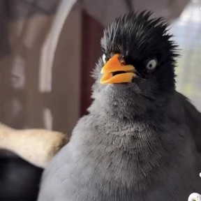 Стикер 25 из набора jungle-myna