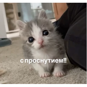 Стикер 97 из набора Смешнявки