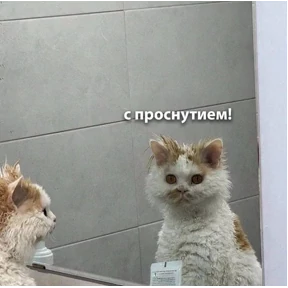 Мем — стикер для MAX