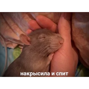 Стикер