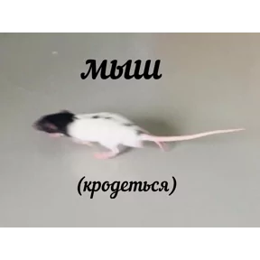 Стикер