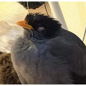 Стикер 26 из набора jungle-myna