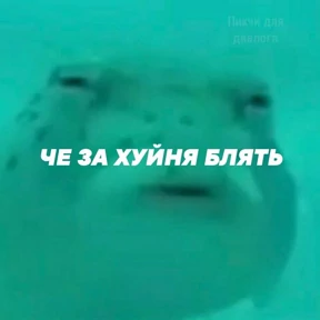 Мем — стикер для MAX