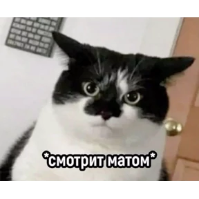 Мем — стикер для MAX