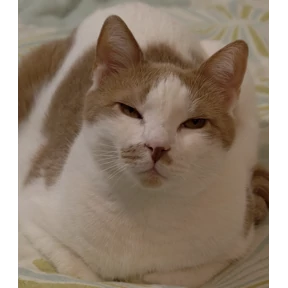 Стикер 13 из набора Рикотник