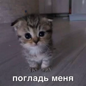 Мем — стикер для MAX