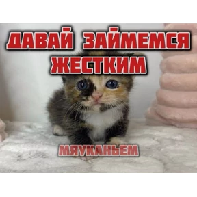 Мем — стикер для MAX