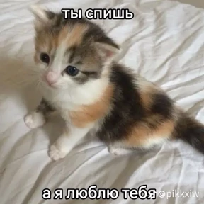 Мем — стикер для MAX