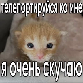 Мем — стикер для MAX