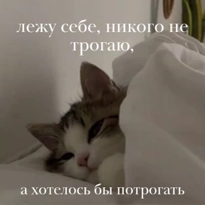 Мем — стикер для MAX