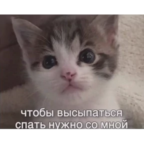 Мем — стикер для MAX