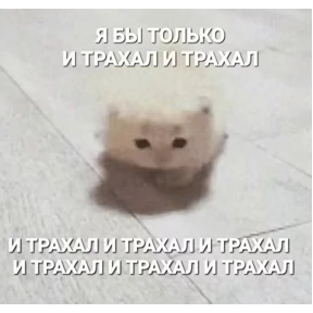 Мем — стикер для MAX