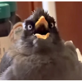 Стикер 27 из набора jungle-myna