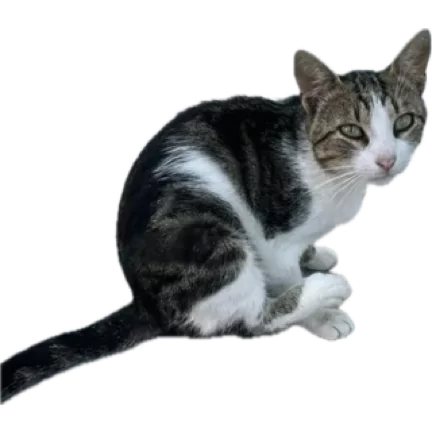 Стикер