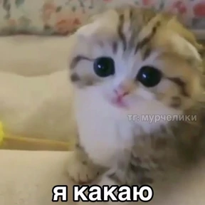 Мем — стикер для MAX