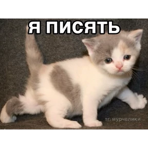 Мем — стикер для MAX
