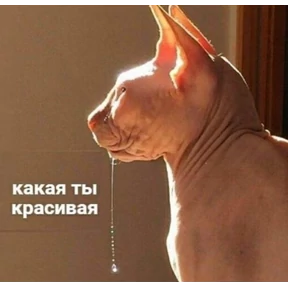 Мем — стикер для MAX