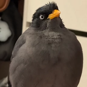Стикер 28 из набора jungle-myna