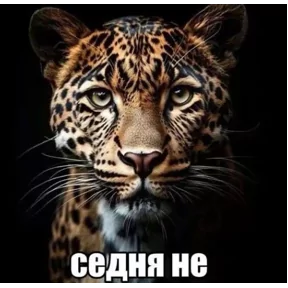 Стикер