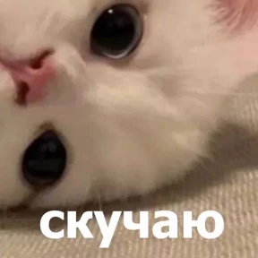 Мем — стикер для MAX