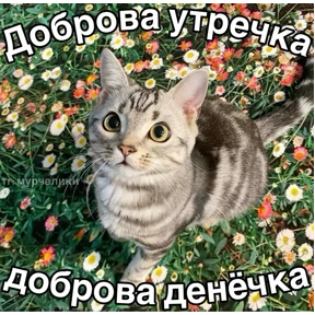 Стикер 22 из набора Доброва утра