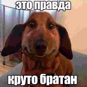 Стикер 43 из набора любвеобильный бревномет