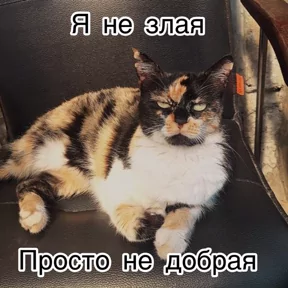 Стикер