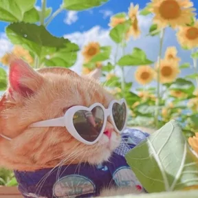 Стикер