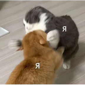 Стикер