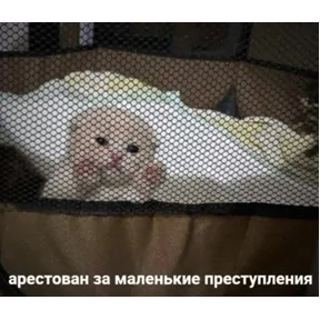 Стикер