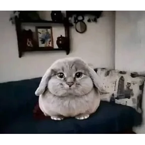 Котозаяц — стикер для MAX