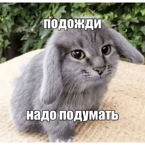 Котозаяц — стикер для MAX