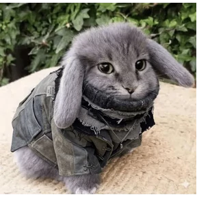 Котозаяц — стикер для MAX