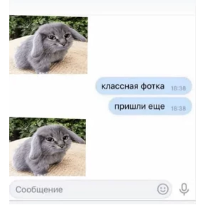 Котозаяц — стикер для MAX
