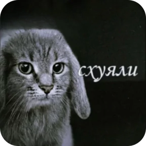Котозаяц — стикер для MAX