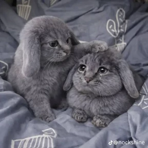 Котозаяц — стикер для MAX