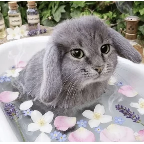 Котозаяц — стикер для MAX